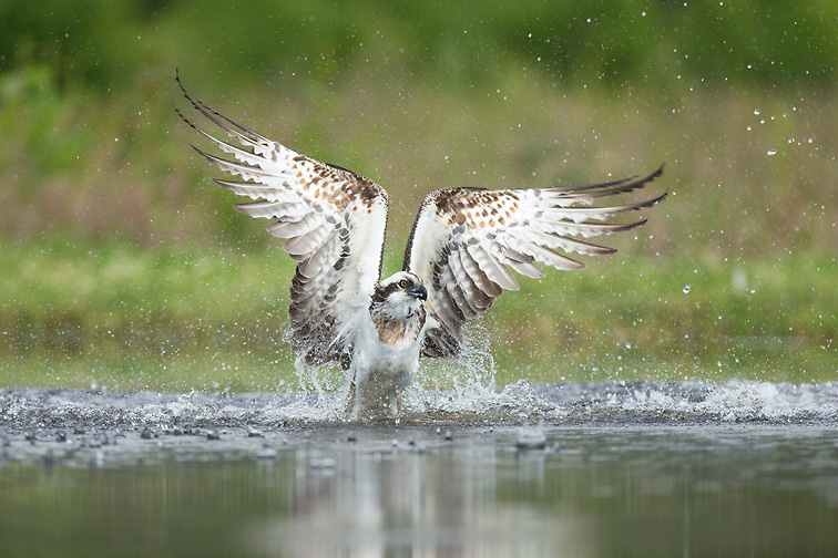 Osprey (Pandion haliaetus) adult fishing, emerging from water